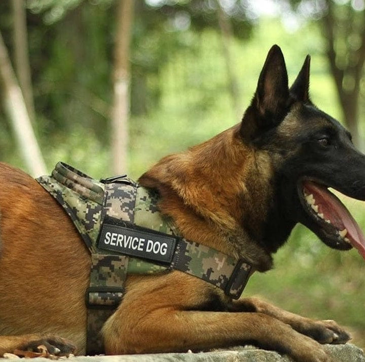 Military-Grade Tactical Dog Harness Dog Stuff