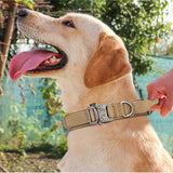Dog Collar Leash  & Leash  Set Dog Stuff  