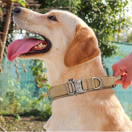 Dog Collar Leash  & Leash  Set Dog Stuff  