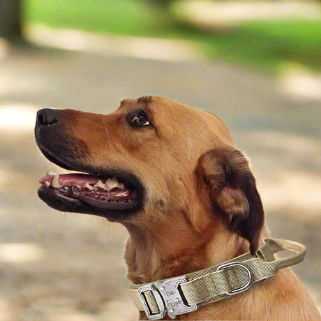 Dog Collar Leash  & Leash  Set Dog Stuff  