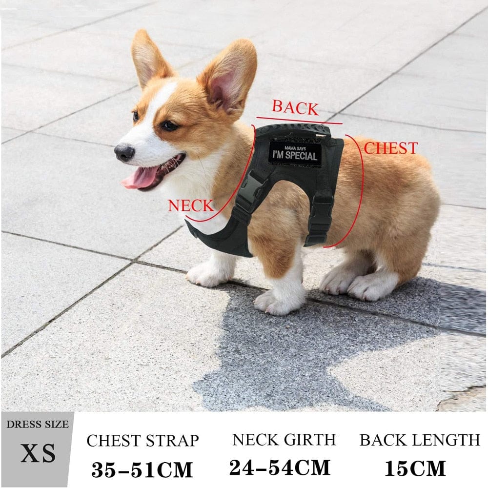 Dog Harness Leash Set for Small Dogs & Cats Dog Stuff  